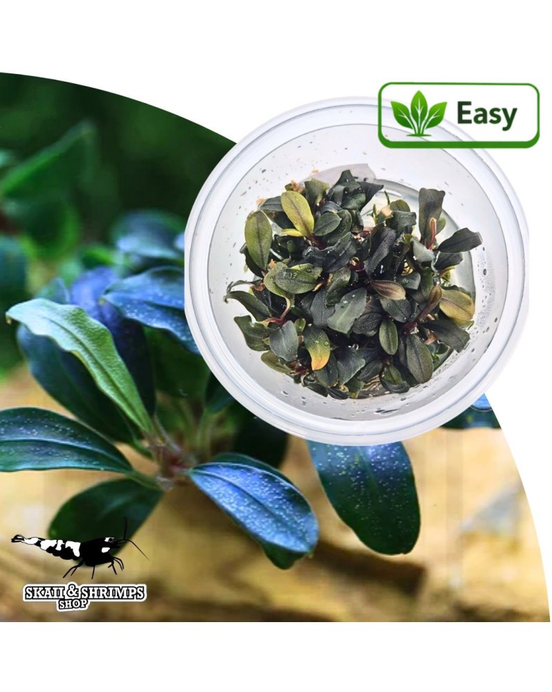 Bucephalandra Deep Purple in vitro feuilles sombres sterile