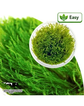 Vesicularia reticulata Creeping Moss - mousse aquatique in vitro