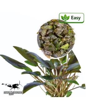 Cryptocoryne wendtii Brown - plante in vitro, feuillage brun