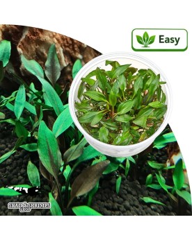 Cryptocoryne walkeri Hobbit - plante in vitro rosette basse