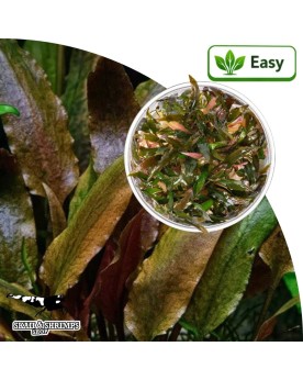 Cryptocoryne wendtii Indonesia - plante aquarium in vitro