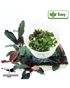 Bucephalandra Green Red - plante aquatique in vitro