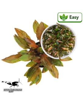 Cryptocoryne walkerii Legroi in vitro - plante rosette 10-20 cm