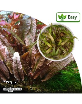 Cryptocoryne beckettii Petchii Pink - plante in vitro