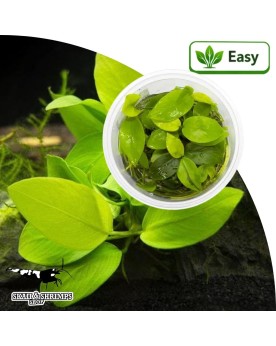 Anubias barteri Nana Gold in vitro - feuillage jaune