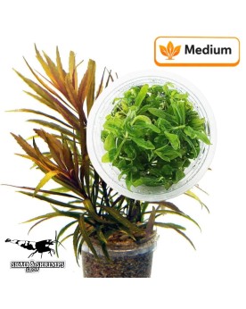 Pogostemon stellatus Broad Leaf plante aquatique in vitro