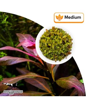 Pogostemon quadrifolius plante aquatique 15 a 40 cm