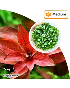 Pogostemon quadrifolius - 15-40 cm, milieu/arriere