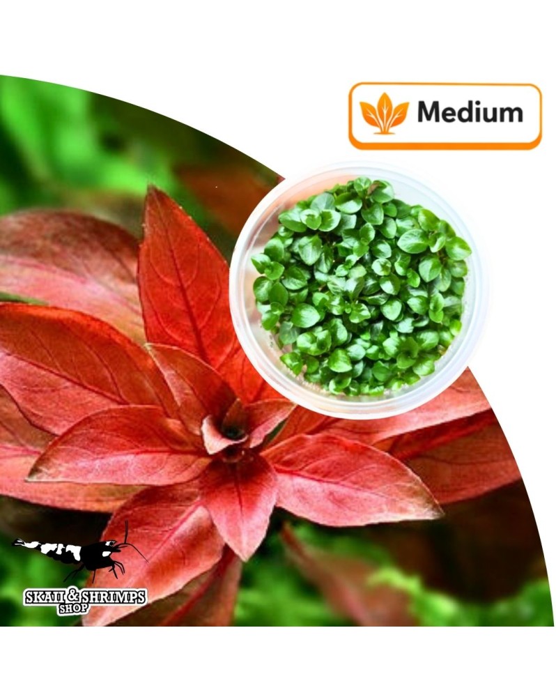 Pogostemon quadrifolius - 15-40 cm, milieu/arriere