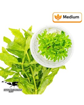 Pogostemon sampsonii in vitro: tiges compactes, feuillage dense