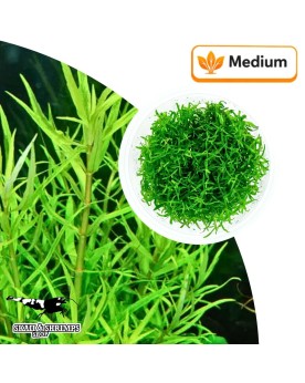 Pogostemon yatabeanus in vitro - plante tiges 40 cm