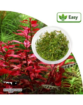 Ludwigia palustris Super Red - plante tige rouge in vitro