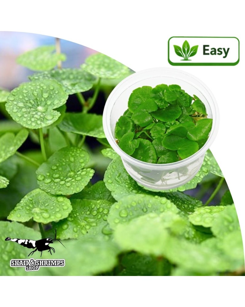 Hydrocotyle leucocephala - Plante aquatique in vitro