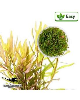 Rotala rotundifolia Laos - tiges brun-rouge et sommets oranges