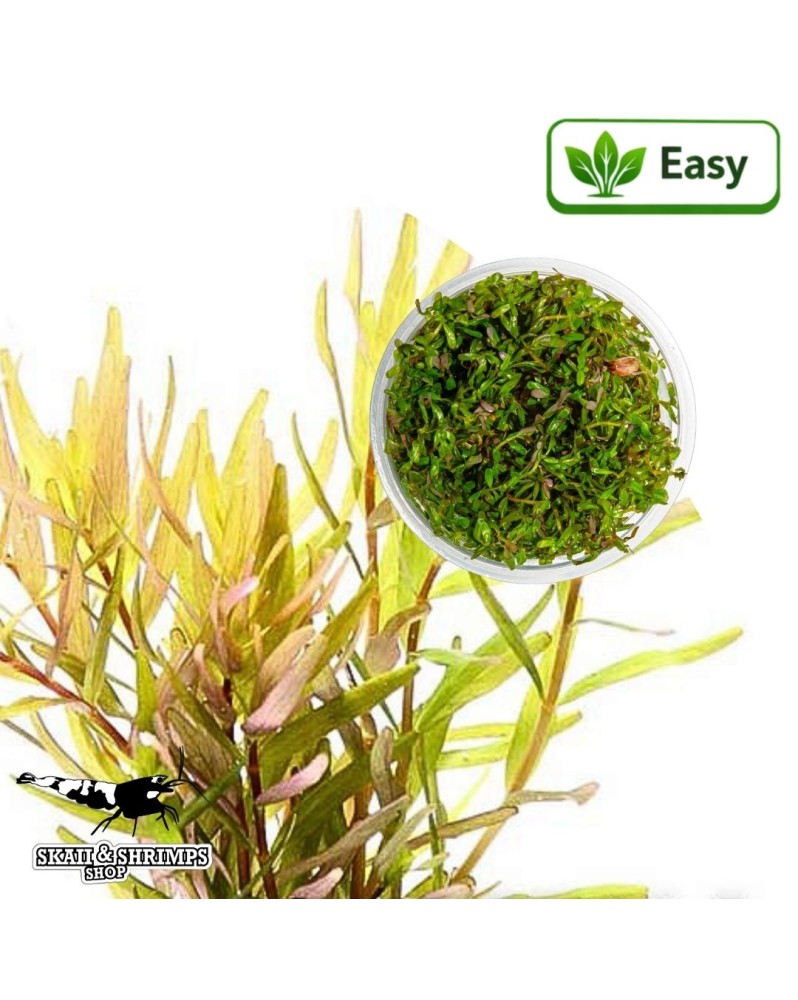 Rotala rotundifolia Laos - tiges brun-rouge et sommets oranges