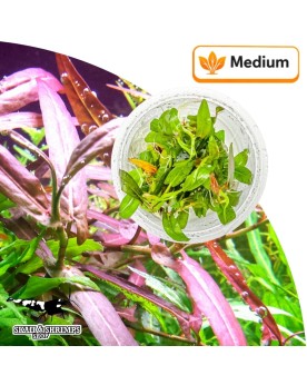 Persicaria spec Porto Velho plante in vitro feuillage brun rouge