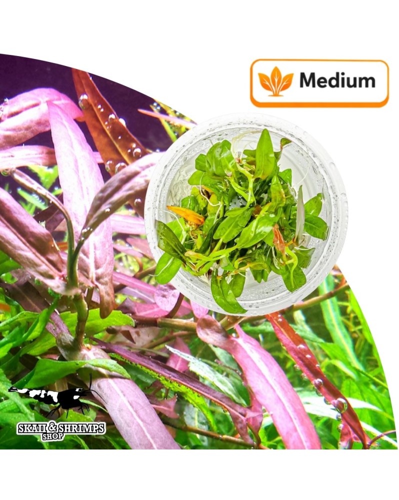 Persicaria spec Porto Velho plante in vitro feuillage brun rouge