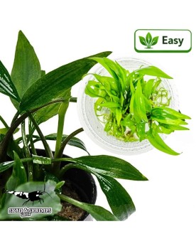 Lagenandra thwaitesii in vitro - plante aquatique feuilles