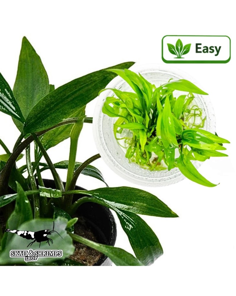 Lagenandra thwaitesii in vitro - plante aquatique feuilles