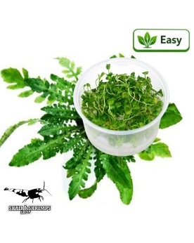 Rorippa aquatica in vitro - rosette avant-plan