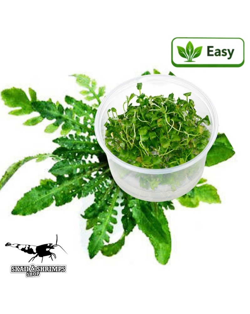 Rorippa aquatica in vitro - rosette avant-plan