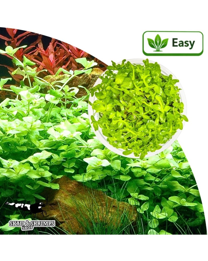 Bacopa australis in vitro - tige rapide, feuillage vert