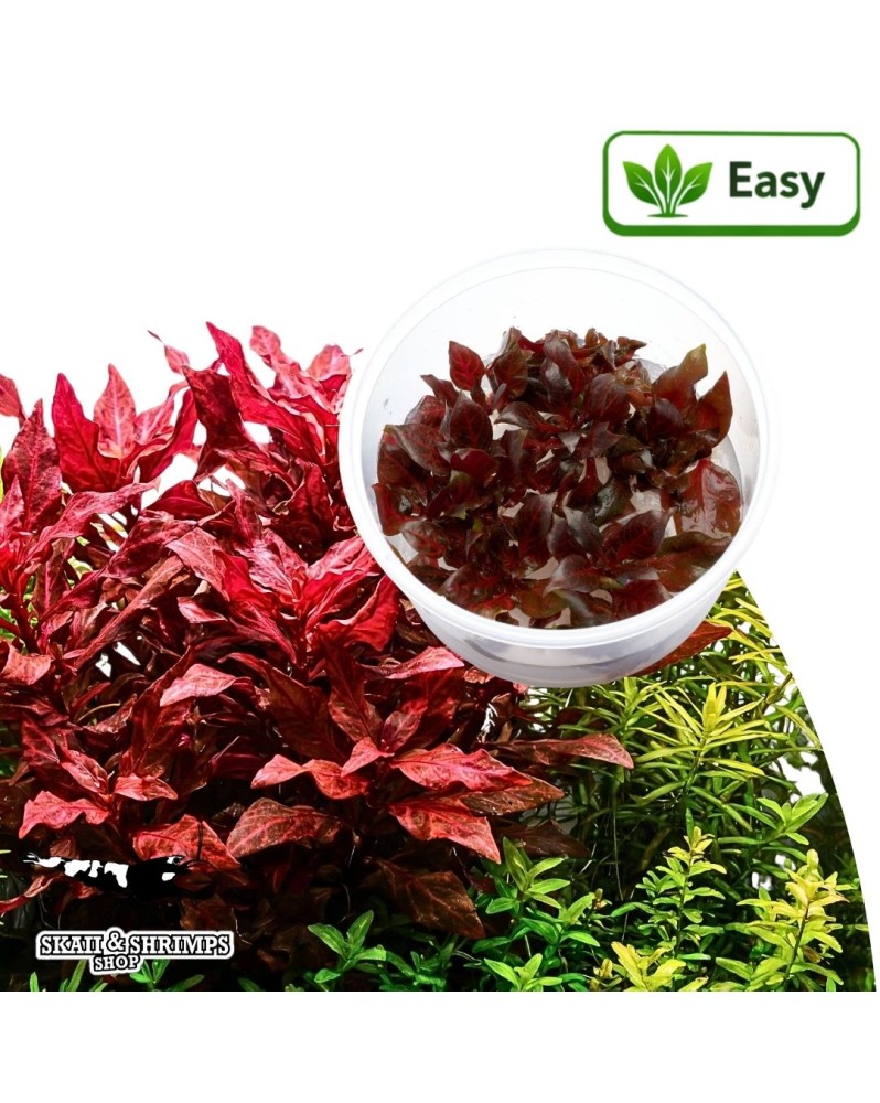 Alternanthera reineckii Red Ruby - Plante aquatique in vitro