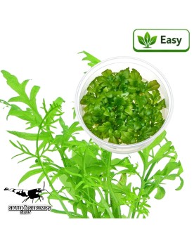 Ceratopteris cornuta - fougere aquatique in vitro, flottante