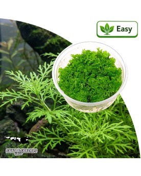 Ceratopteris thalictroides - Fougere aquatique in vitro