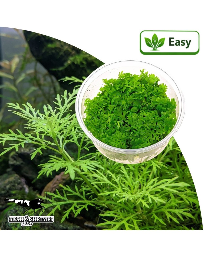 Ceratopteris thalictroides - Fougere aquatique in vitro