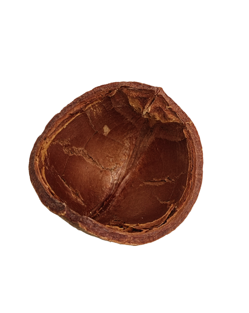 Casca Tinguie 8-10 cm: refuge naturel pour crevettes