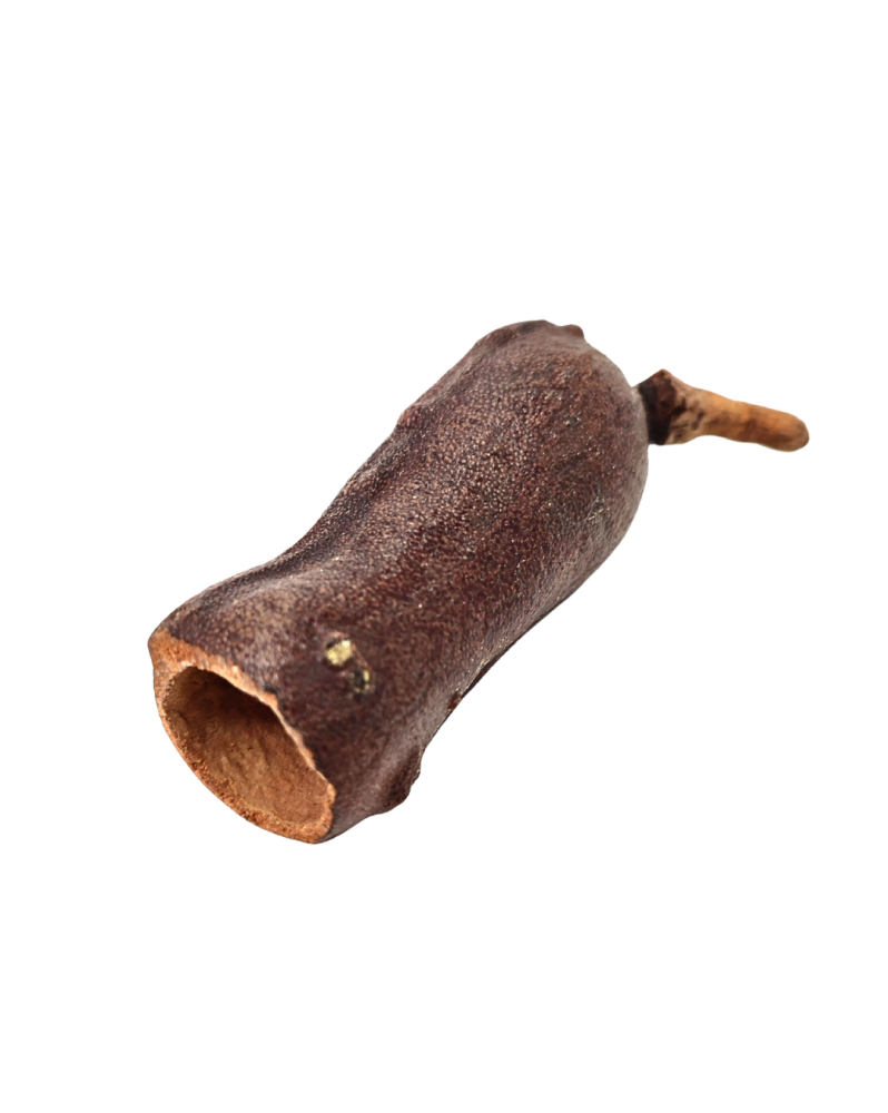 Gousse de Courbaril 5-9 cm - bois pour aquarium naturel