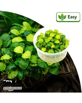 Anubias barteri Golden Coin - plante in vitro 10-20 cm