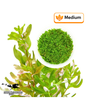 Rotala Macrandra Bangladesh - Pot In Vitro