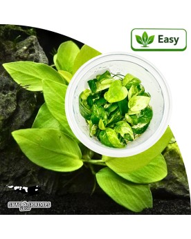 Anubias Barteri Nana Gold in vitro - Avant plan feuillage jaune