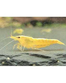 Neocaridina Davidi Yellow Fire Neon - souche jaune 1-1.5 cm