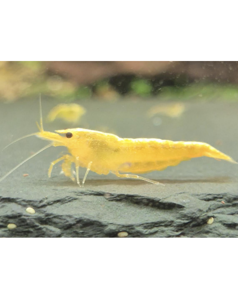 Neocaridina Yellow Fire crevette jaune qualite Mid