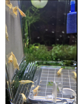 Caridina Logemanni Snow White Souche pure et active