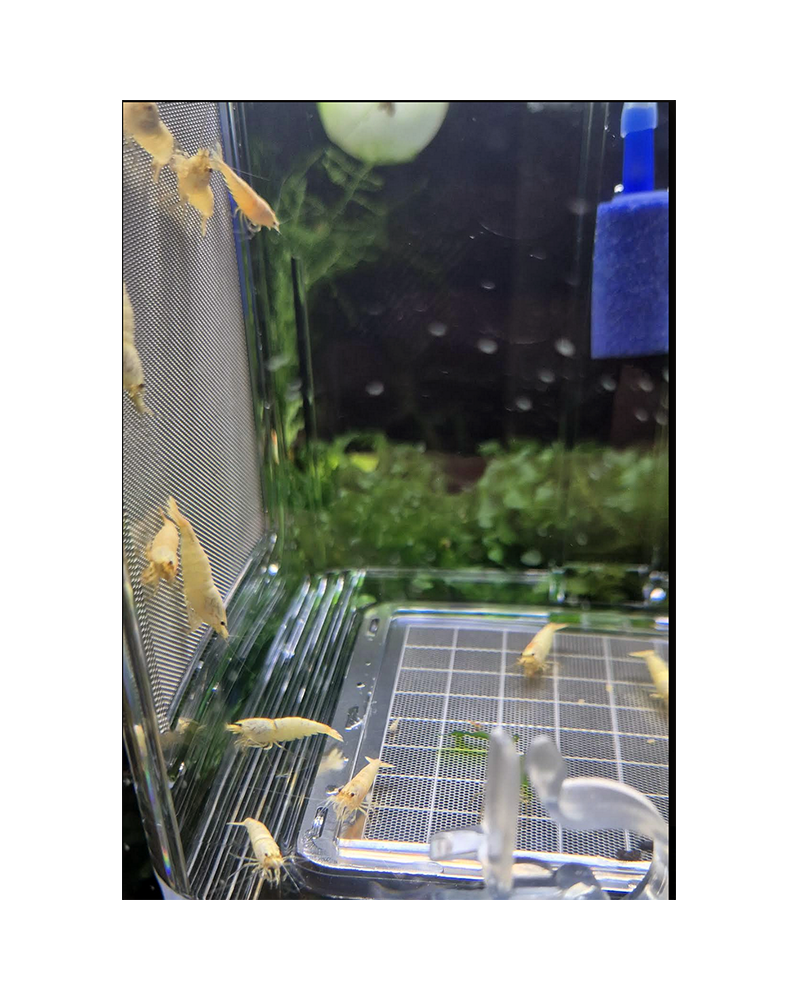 Caridina Logemanni Snow White Souche pure et active