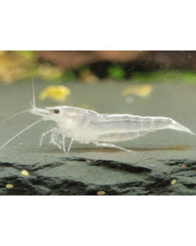 Neocaridina palmata Snow Storm declassee White Pearl 1-1.5 cm