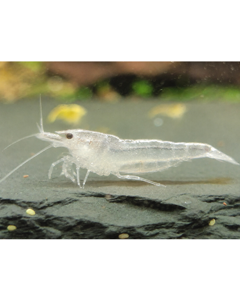 Neocaridina palmata Snow Storm declassee White Pearl 1-1.5 cm