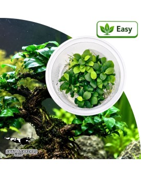 Anubias var nana Bonsai in vitro - plante pour nano aquarium