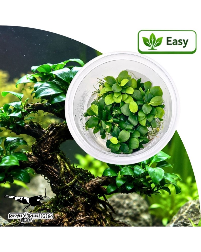 Anubias var nana Bonsai in vitro - plante pour nano aquarium