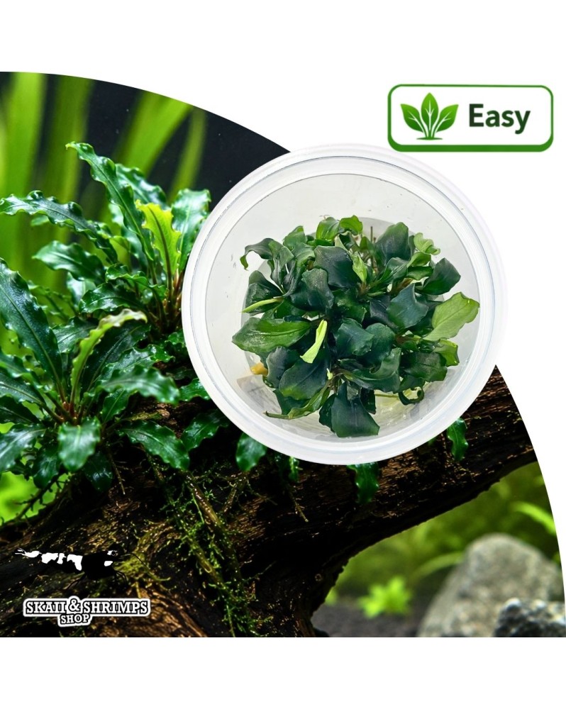 Bucephalandra Wavy Green in vitro - feuilles ondulees, compacte