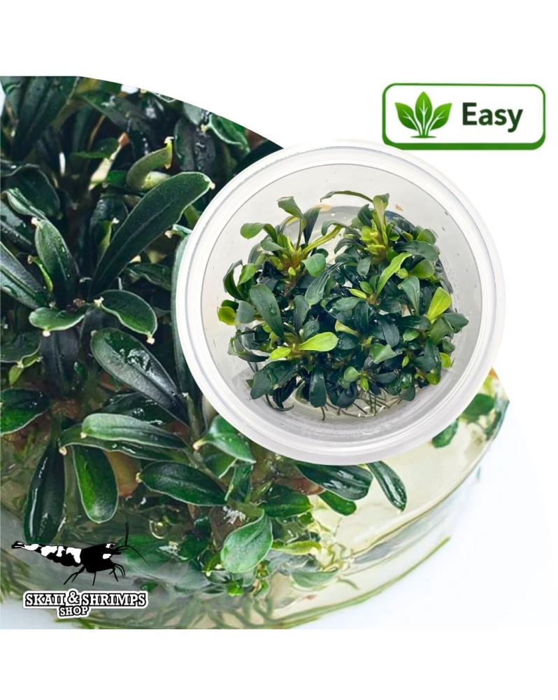 Bucephalandra Aqua Artica in vitro - feuilles fines bleutees