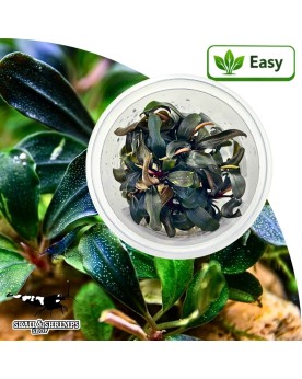 Bucephalandra Brownie Ghost feuillage irise, compact 5-12 cm