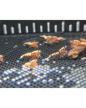Crevettes sur Photo - G1 - Galaxy/Boa Red - Lot de 12