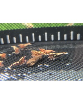 Galaxy Boa Red souche juveniles env 1 cm photo et video
