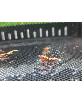 Galaxy Boa Red souche juveniles env 1 cm photo et video