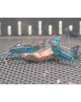 Crevettes sur Photo - G2 - Blue Dream OE - 10+1 vidéo en desc.)